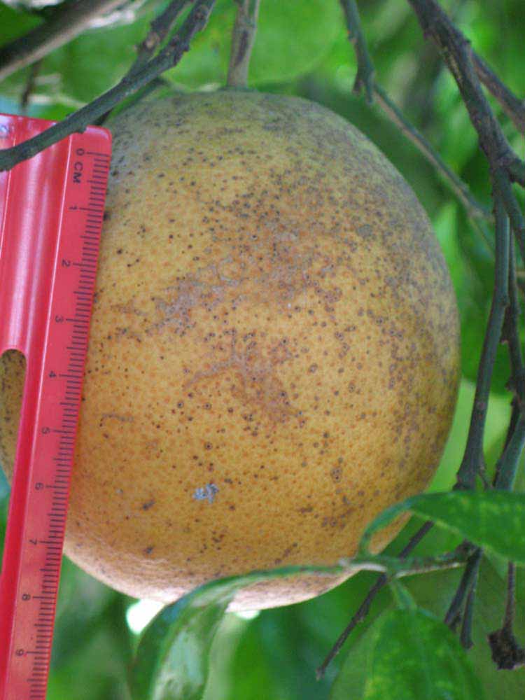            Fruit (Winter Haven, FL)   